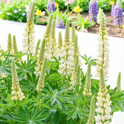 Carbeth Plants Lupin Gallery White In 2L PotCompact Hardy Lupin Perennial With White Flower Spikes from B&Q