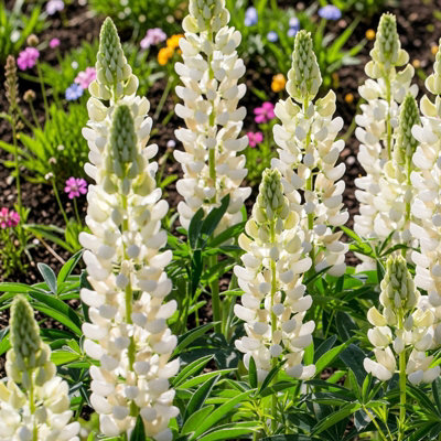 B&Q -  2 X Lupin Gallery White In 2L PotCompact Hardy Lupin Perennial With White Flower Spikes