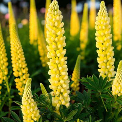 Carbeth Plants Lupin Gallery Yellow In 2L PotCompact Hardy Lupin Perennial With Yellow Flower Spikes from B&Q