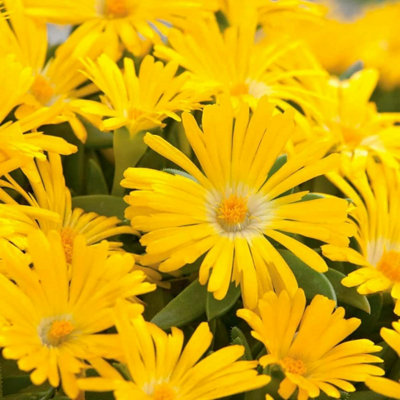 Carbeth Plants 2 X Delosperma Congestum In 9Cm Pot from B&Q