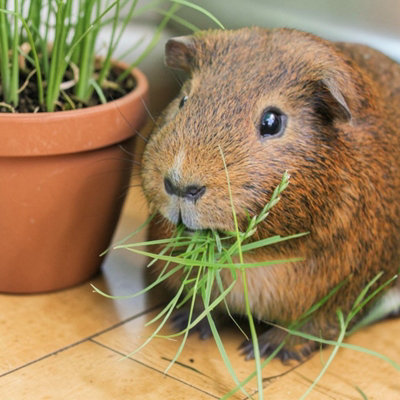 Carbeth Plants Guinea Pig Wheat Grass Hordeum In 13Cm PotNatural Forage Treat & Enrichment PlantEdible Grass For Guinea Pigs & Small Pets from B&Q