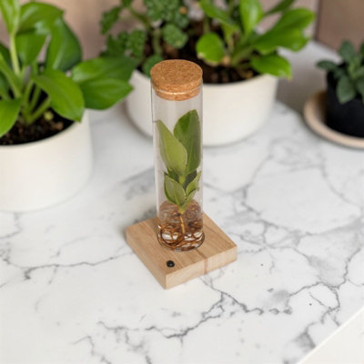 Carbeth Plants Hydroponic Clusia In Glass Tube With Led LightSoil Free Houseplant In Giftbox from B&Q