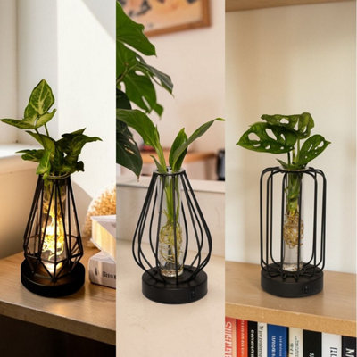 Carbeth Plants Hydroponic Indoor Plant In Turino Glass With Led LightSoil Free Houseplant from B&Q