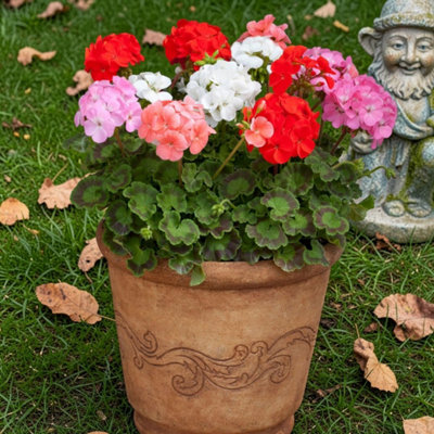 Carbeth Plants Geranium Horizon 6 Plant Mix In 9Cm PotsVibrant Pelargonium Bedding Plants from B&Q