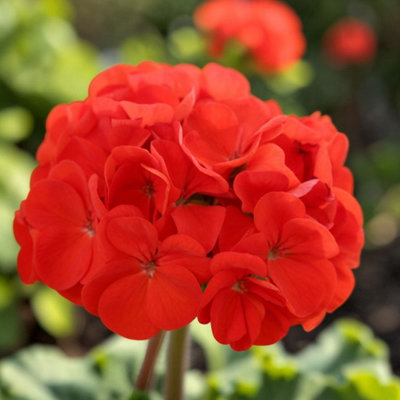 Carbeth Plants 1 X Geranium Horizon Scarlet Plants In 9Cm PotsVibrant Pelargonium Bedding Plants from B&Q