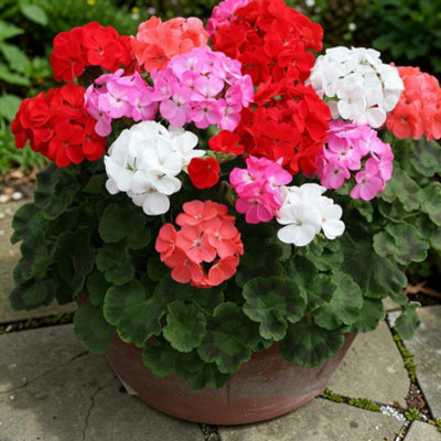 Carbeth Plants Geranium Bullseye 6 Plant Mix In 9Cm PotsDark Foliage Pelargonium With Vibrant Blooms from B&Q