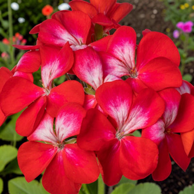 Carbeth Plants 2 X Geranium Bullseye Cherry In 9Cm PotDark Foliage Pelargonium With Vibrant Blooms from B&Q