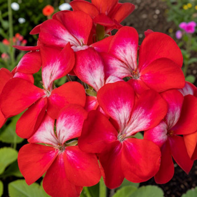 Carbeth Plants 3 X Geranium Bullseye Cherry In 9Cm PotDark Foliage Pelargonium With Vibrant Blooms from B&Q