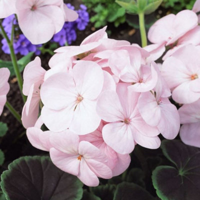 Carbeth Plants 1 X Geranium Bullseye Light Pink In 9Cm PotDark Foliage Pelargonium With Vibrant Blooms from B&Q