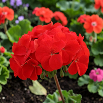 Carbeth Plants 3 X Geranium Bullseye Scarlet In 9Cm PotDark Foliage Pelargonium With Vibrant Blooms from B&Q