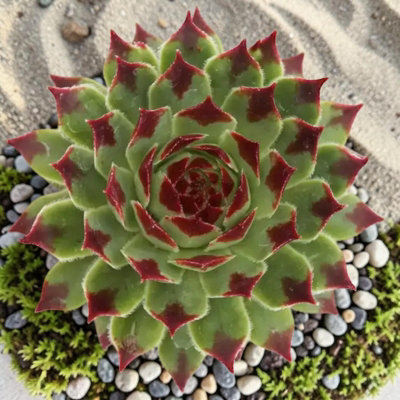 B&Q -  2 X Sempervivum Chick Charms Mint Marvel In 12Cm PotHardy Succulent Outdoor Plant
