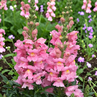 Carbeth Plants Antirrhinum Pink 6 Pack Bedding PlantsColourful Snapdragon Flowers from B&Q