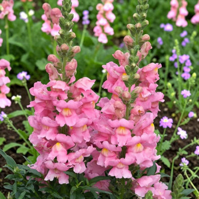 Carbeth Plants 3 X Antirrhinum Pink 6 Pack Bedding PlantsColourful Snapdragon Flowers from B&Q