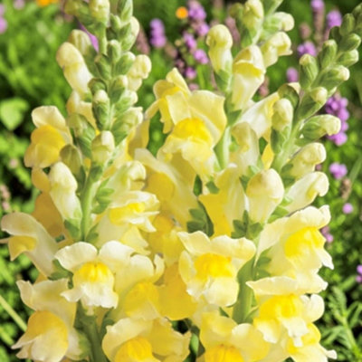 Carbeth Plants Antirrhinum Yellow 6 Pack Bedding PlantsColourful Snapdragon Flowers from B&Q