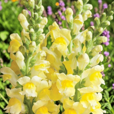 Carbeth Plants 3 X Antirrhinum Yellow 6 Pack Bedding PlantsColourful Snapdragon Flowers from B&Q