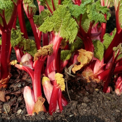 Carbeth Plants Rhubarb Raspberry Red Plant In 3L PotHardy Perennial Fruit Plant from B&Q