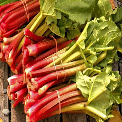 Carbeth Plants Rhubarb Red Champagne Plant In 3L PotHardy Perennial Fruit Plant from B&Q