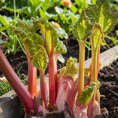 Carbeth Plants Rhubarb Timperley Early Plant In 3L PotHardy Perennial Fruit Plant from B&Q