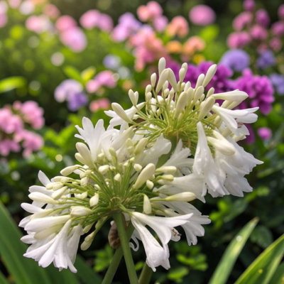 Carbeth Plants Agapanthus Arctic Star In 3L PotHardy African Lily Perennial Plant from B&Q
