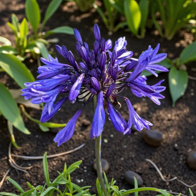 Carbeth Plants Agapanthus Brilliant Blue In 3L PotHardy African Lily Perennial Plant from B&Q