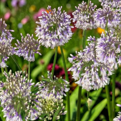 Carbeth Plants Agapanthus Fire In 3L PotHardy African Lily Perennial Plant from B&Q