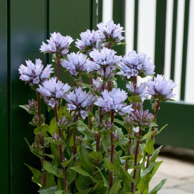 Carbeth Plants Campanula Caroline In 3L PotHardy Perennial Bellflower Plant from B&Q