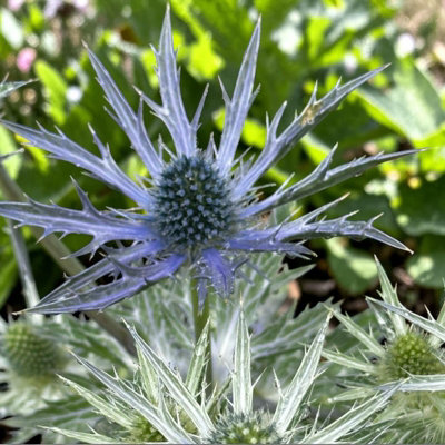 B&Q -  Eryngium Big Blue Plant In 3L PotHardy Sea Holly Perennial With Spiky Blue Flowers