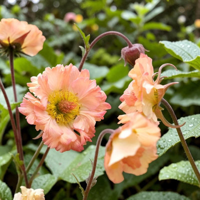 Carbeth Plants Geum Mai Tai Plant In 3L PotHardy Perennial Flowering Garden PlantEasy To Grow from B&Q