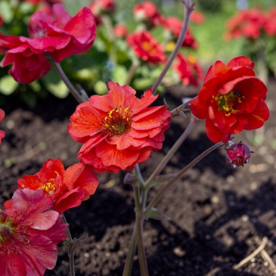 Carbeth Plants Geum Fiery Tempest Plant In 3L PotHardy Perennial Flowering Garden PlantEasy To Grow from B&Q