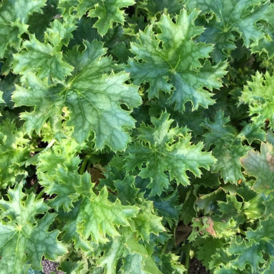 Carbeth Plants Heuchera Apple Crisp Plant In 3L PotHardy Evergreen Perennial With Colourful Foliage from B&Q
