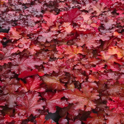 Carbeth Plants Heuchera Cranberry Plant In 3L PotHardy Evergreen Perennial With Colourful Foliage
