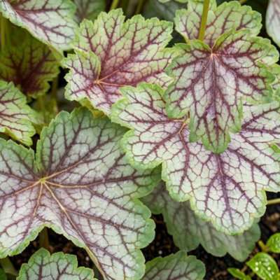 Carbeth Plants Heuchera Green Spice Plant In 3L PotHardy Evergreen Perennial With Colourful Foliage from B&Q