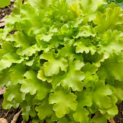 Carbeth Plants Heuchera Lime Marmalade Plant In 3L PotHardy Evergreen Perennial With Colourful Foliage from B&Q