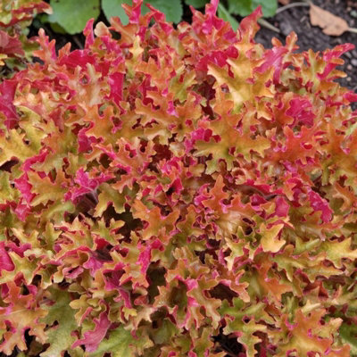 Carbeth Plants Heuchera Marmalade Plant In 3L PotHardy Evergreen Perennial With Colourful Foliage