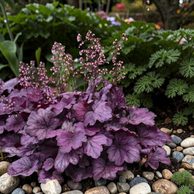 Carbeth Plants Heuchera Wild Rose Plant In 3L PotHardy Evergreen Perennial With Colourful Foliage