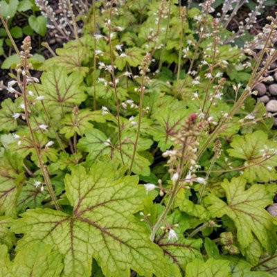 Carbeth Plants Heuchera Alabama Sunrise Plant In 3L PotHardy Evergreen Perennial With Colourful Foliage from B&Q
