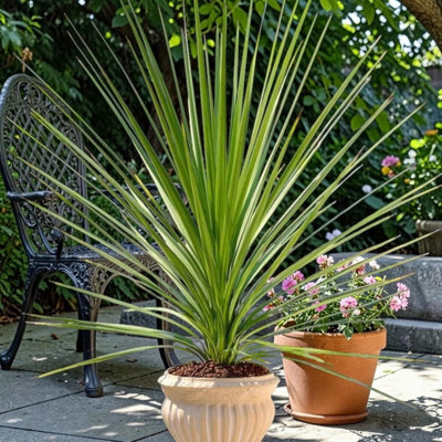 Carbeth Plants Cordyline Australis Plant In 3L PotHardy & Exotic from B&Q