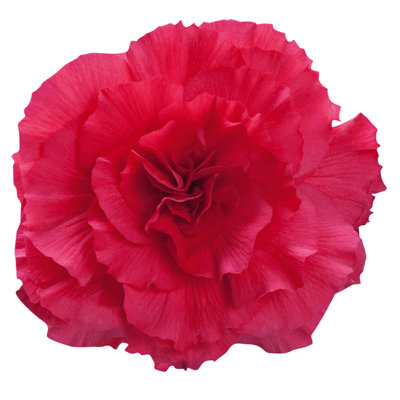 Begonia Nonstop Deep Rose 12 Plug Plants Bedding from B&Q
