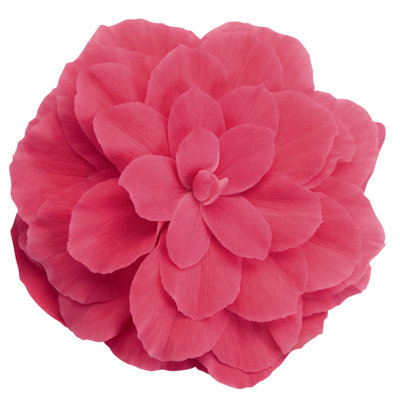 Begonia Nonstop Pink 12 Plug Plants Bedding from B&Q