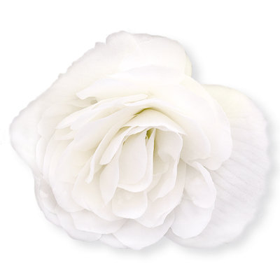 Begonia Nonstop White 12 Plug Plants Bedding from B&Q