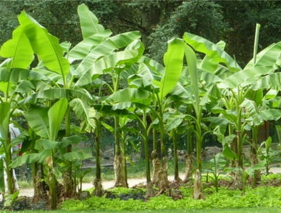 Musa Basjoo Sakhalin Extra Hardy Japanese Banana 12Cm Potted Plant from B&Q