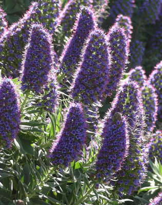 Echium Candicans Pride Of Madeira 9Cm Potted Plant from B&Q