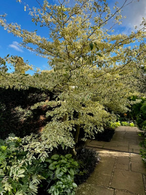 Cornus Controversa Variegata Wedding Cake Tree 1L Potted Plant from B&Q
