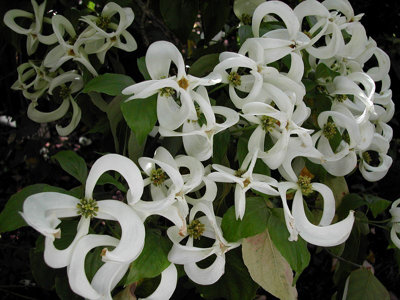 Cornus Florida Urbiniana Magic Dogwood 1L Potted Plant from B&Q