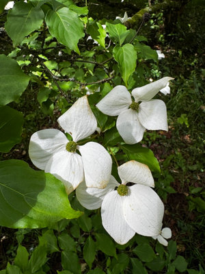 Cornus Kousa Nicole Szechuan Strawberry Tree 1L Potted Plant from B&Q