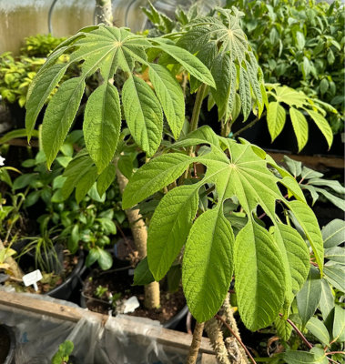 Brassaiopsis Mitis Snowflake Tree Semi Evergreen Perennial Plug Plant from B&Q