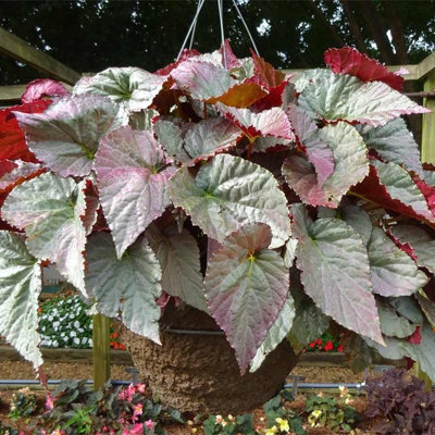 Begonia Silver Treasure Begonia Plug Plant from B&Q