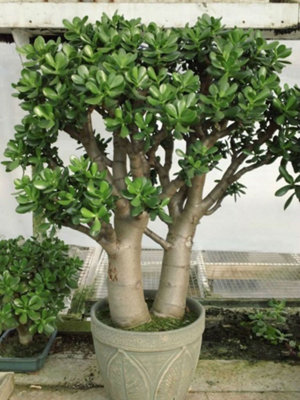 Crassula Ovata Jade Tree Plug Plant from B&Q