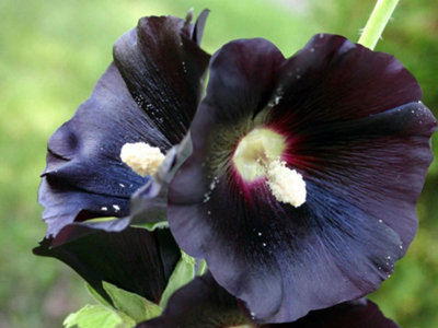 Alcea Rosea Nigra Black Hollyhock 6 Plug Plants from B&Q