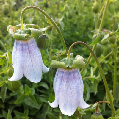  - Codonopsis Clematidea Scrambling Campanula 6 Plug Plants
